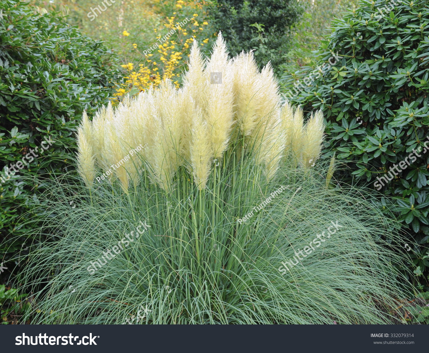 Pampas Grass Cortaderia Selloana Garden Cheshire Stock Photo (edit Now 