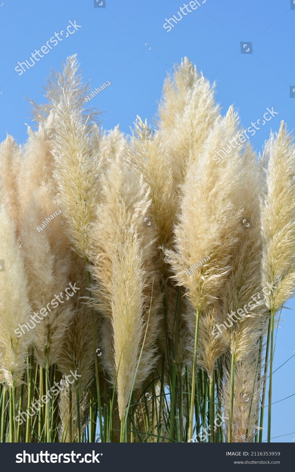 Pampas Grass Latin Name Cortaderia Selloana Stock Photo 2116353959 ...