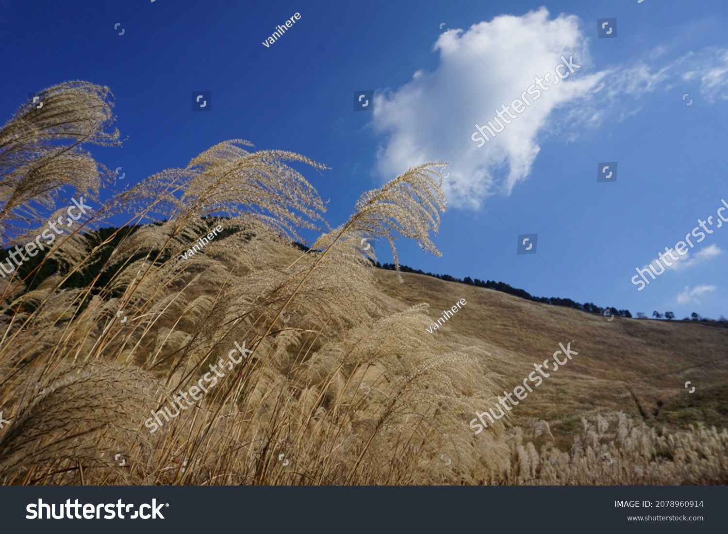 Pampas Grass On Soni Kogen Nara Stock Photo 2078960914 | Shutterstock