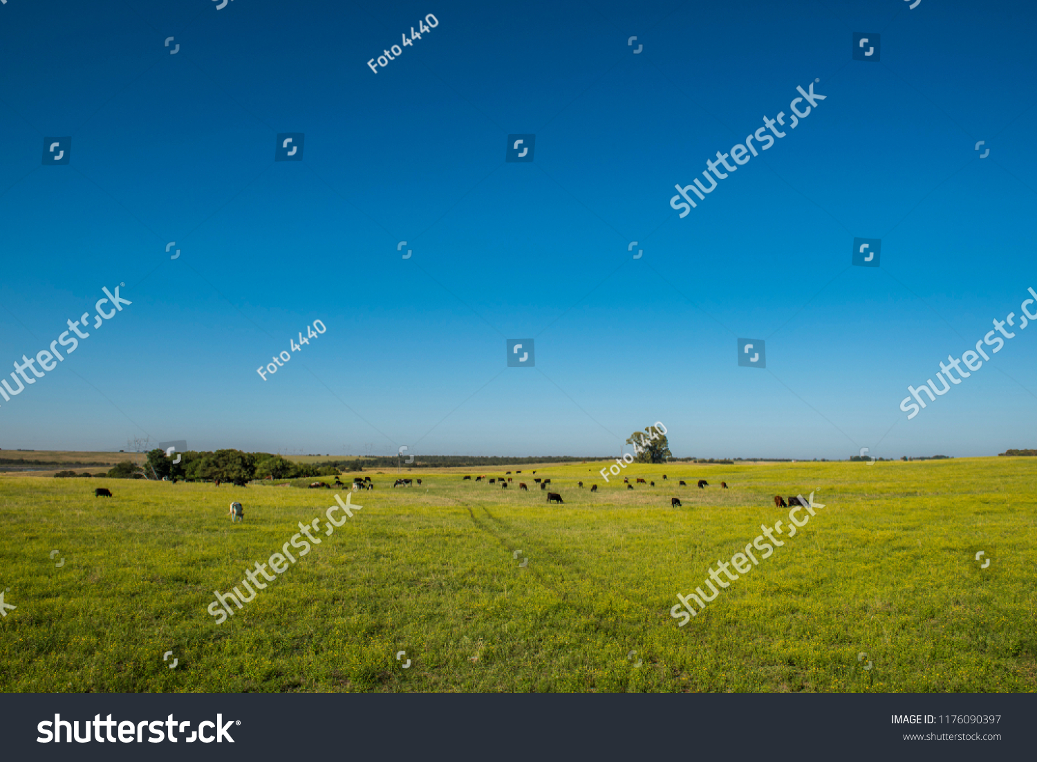 Pampas Plain Landscapepatagonia Stock Photo 1176090397 | Shutterstock