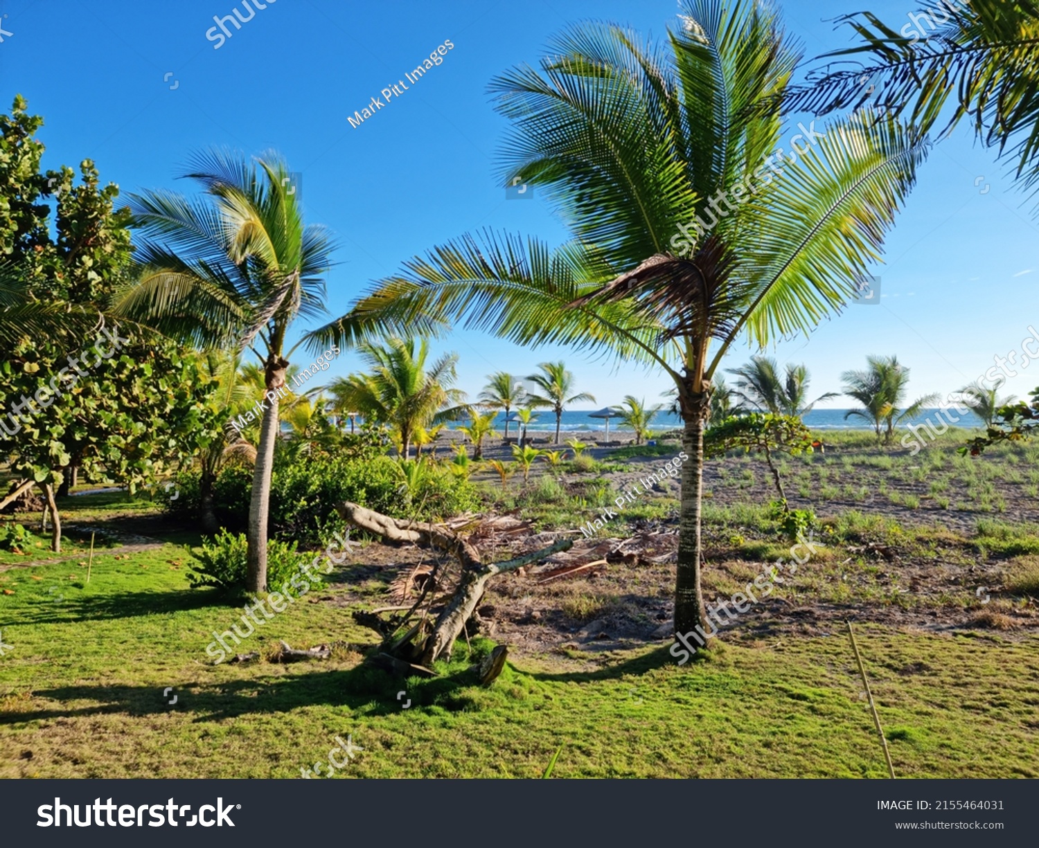 Panama Chiriqui Province Palm Trees Tropical Stock Photo 2155464031 ...