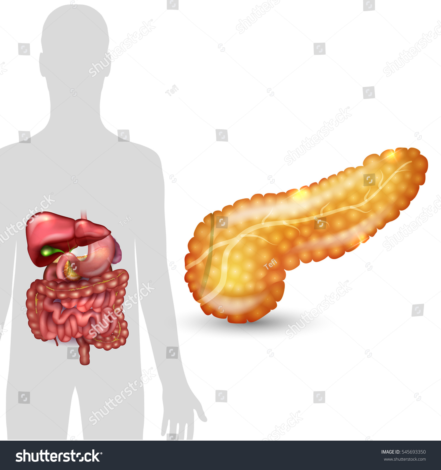 Pancreas Anatomy Female Silhouette With Internal Organs On A Beautiful My Xxx Hot Girl