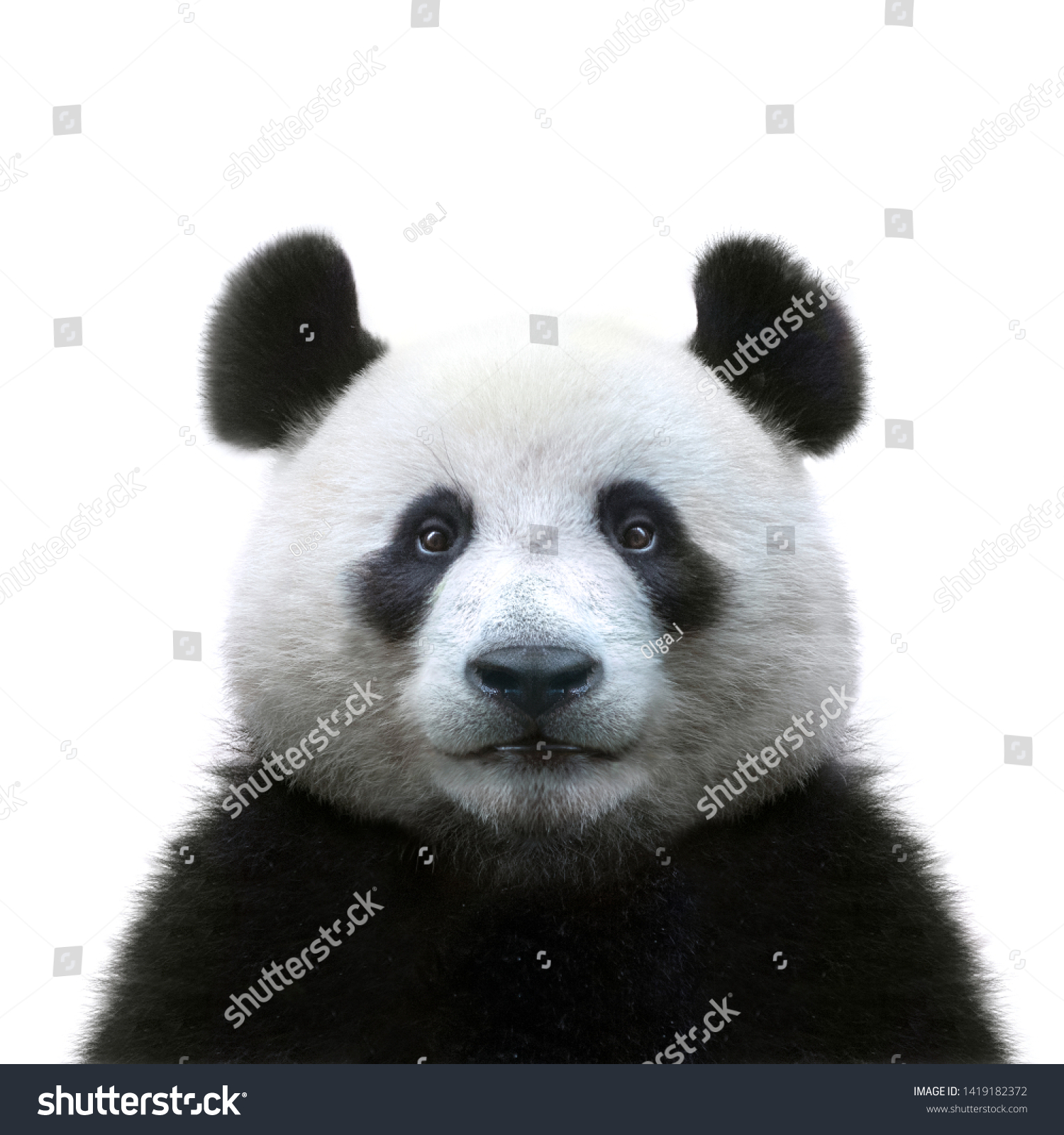 Panda Images, Stock Photos & Vectors | Shutterstock