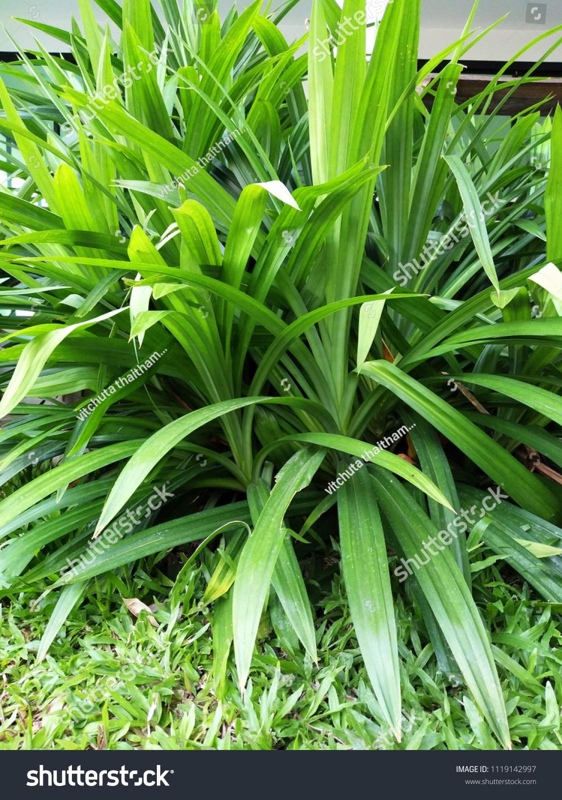 Pandan Leaves Garden Herb Pandan Tree Stock Photo Edit Now 1119142997