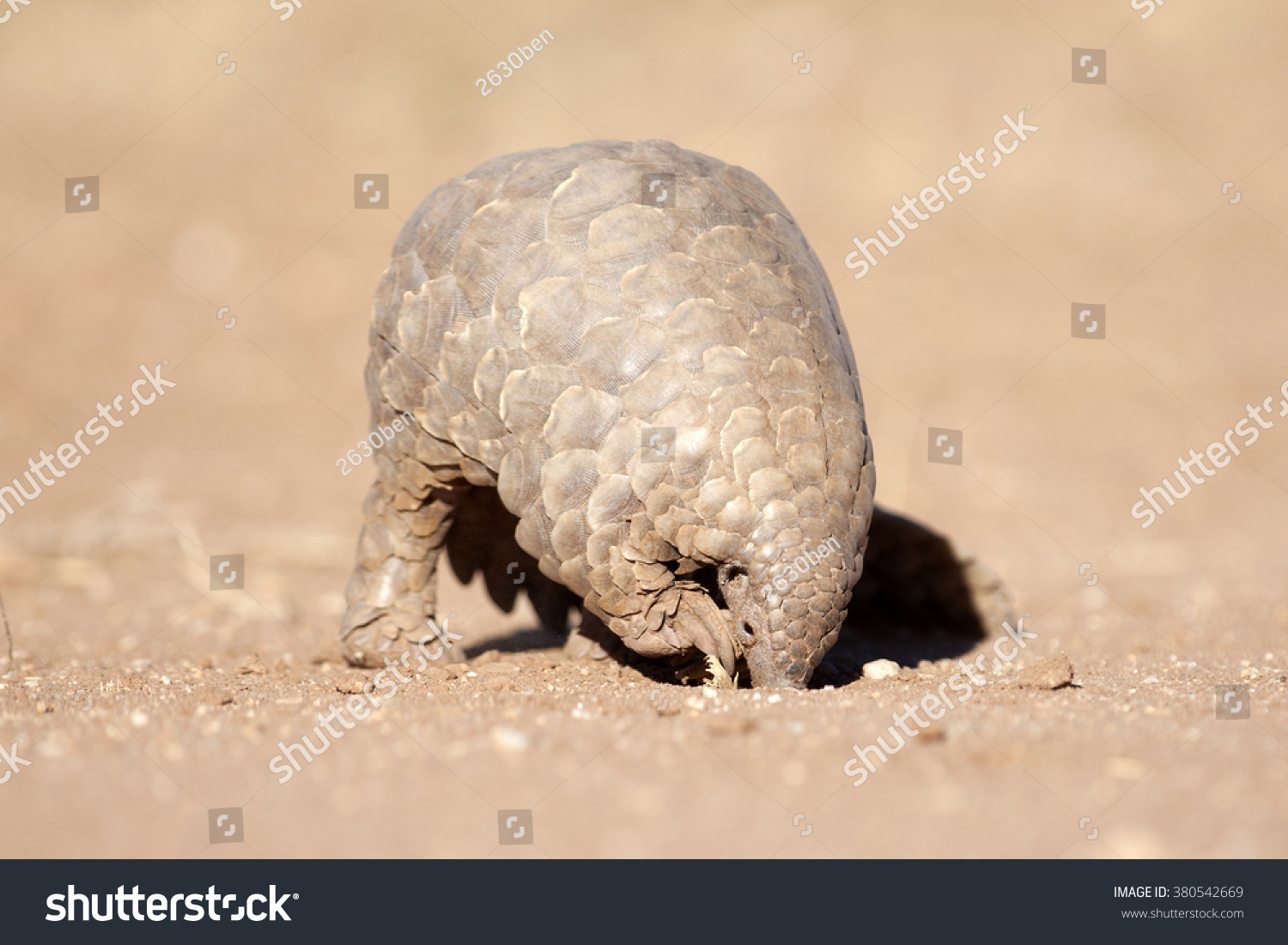 Pangolin Digging Ants Stock Photo 380542669 - Shutterstock1500 x 1101