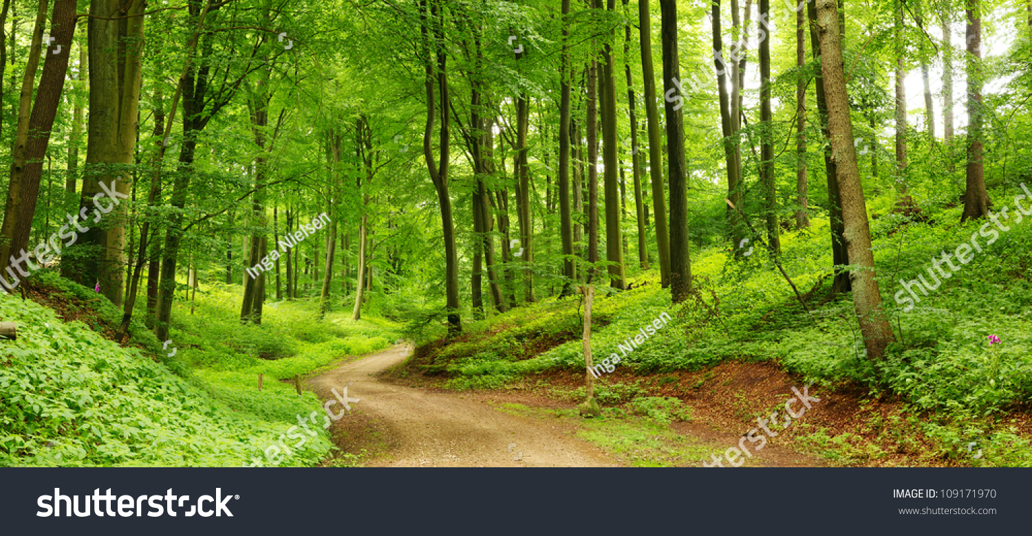 Panorama Of A Path Through A Lush Green Summer Forest Stock Photo