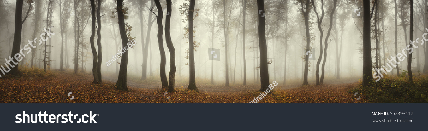 [Image: stock-photo-panoramic-forest-landscape-t...393117.jpg]