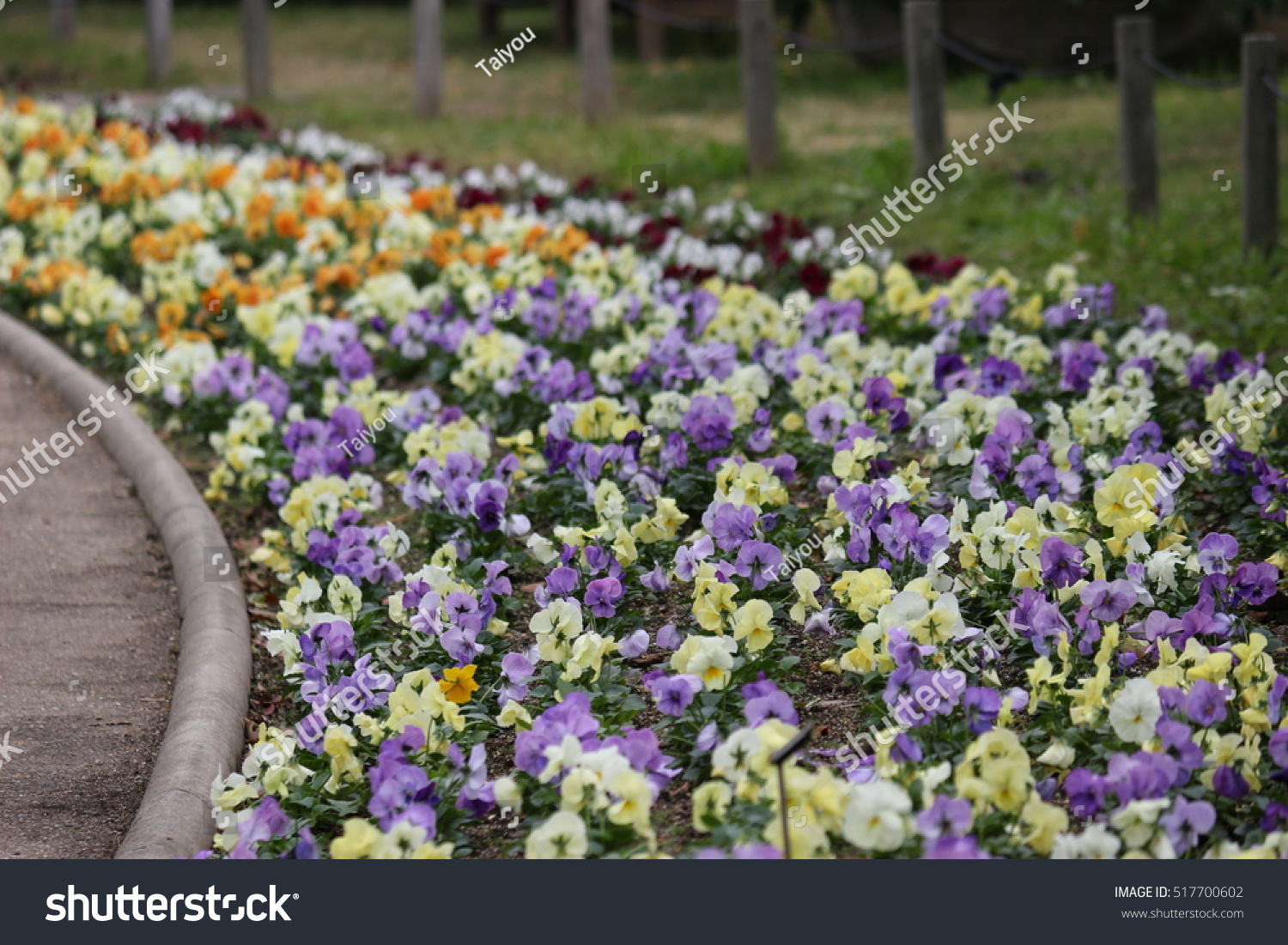 Pansy Flower Bed Stock Photo Edit Now 517700602