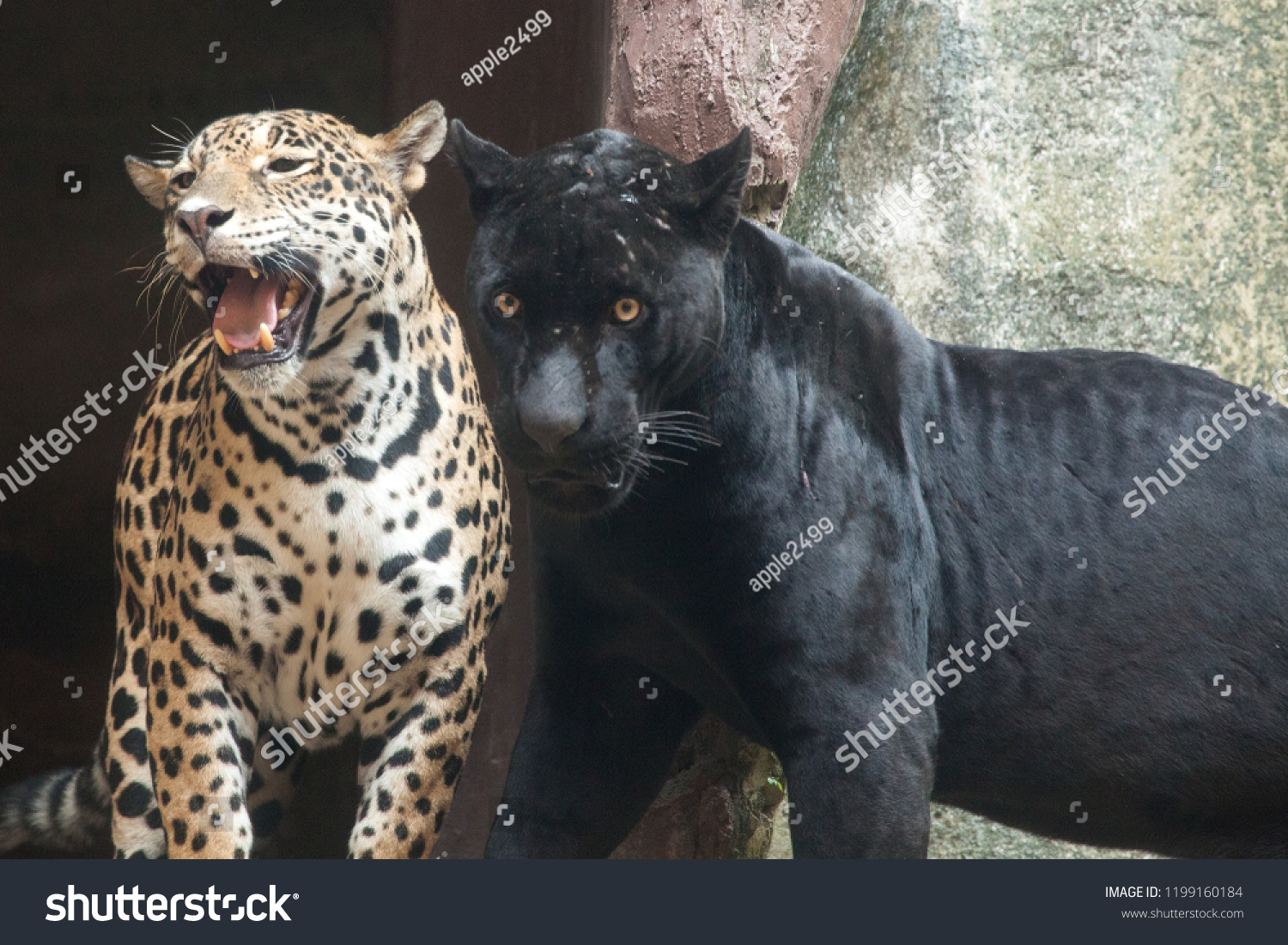 Love Panther