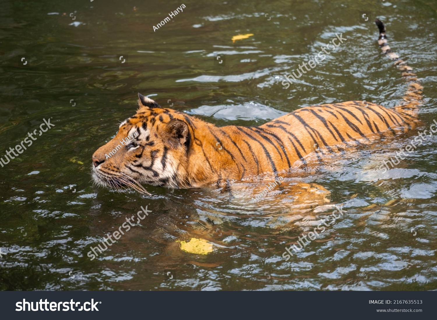 Bengal Tiger Panthera Tigris Hunting Using Long Grass As Cover | My XXX