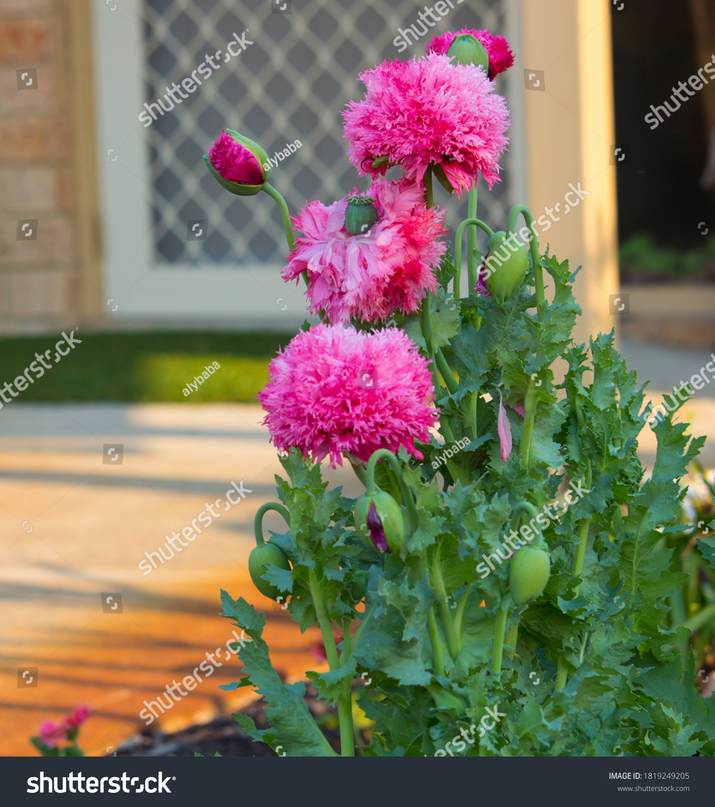 Pompom poppy Images, Stock & Shutterstock