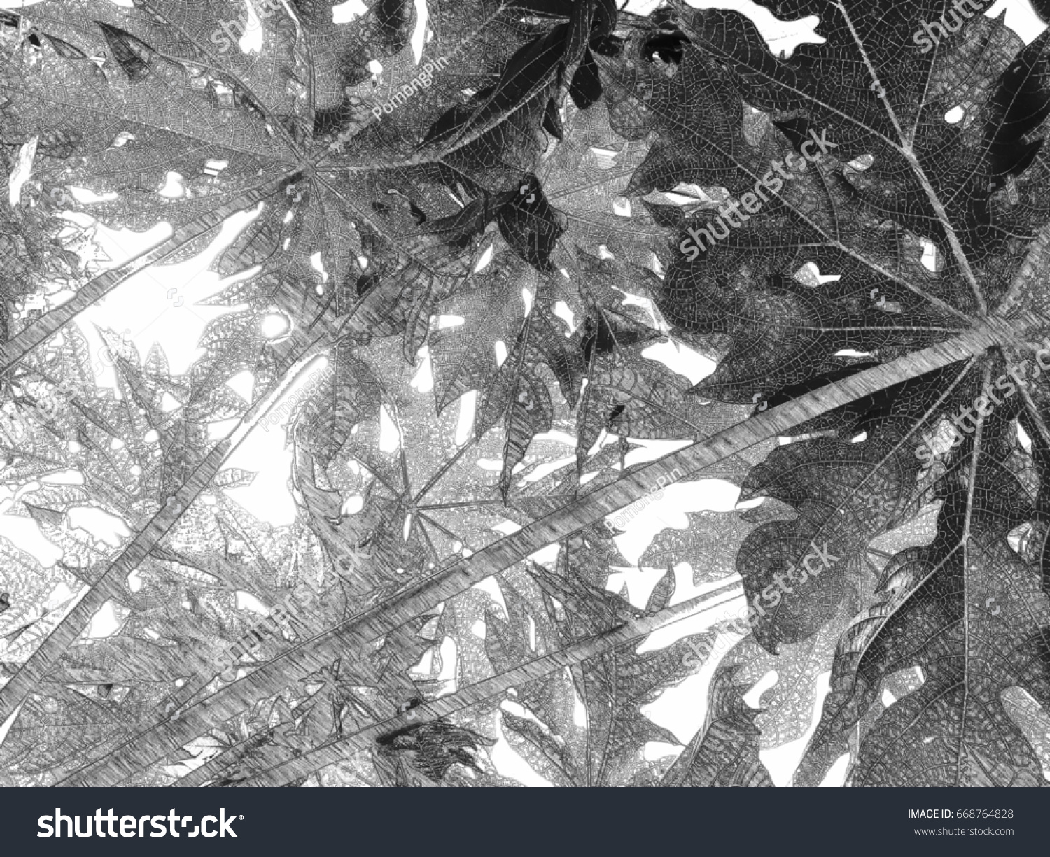 Papaya leaves and light background pencil drawings style mono tone