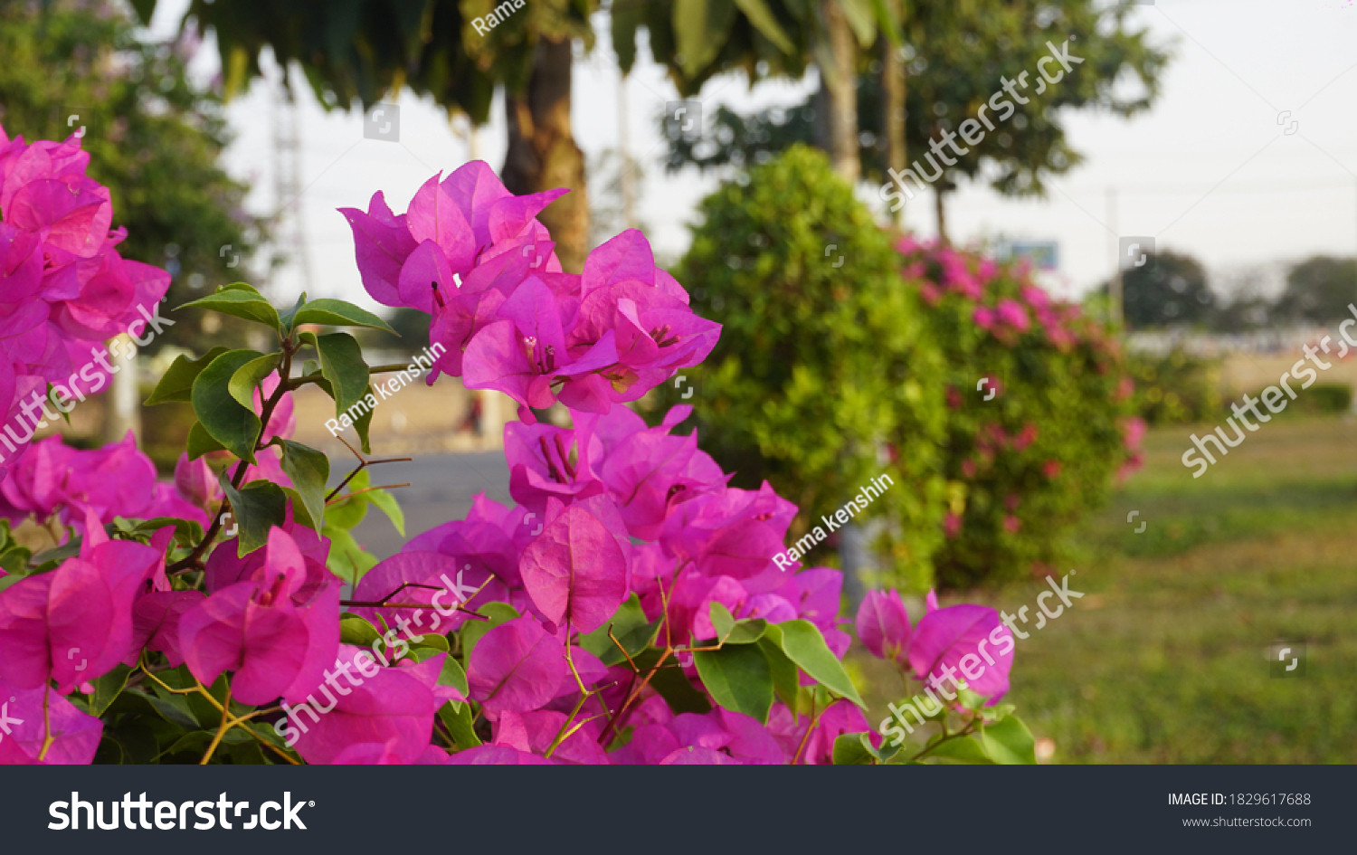 Paper Flower Bougainvillea English Pronunciation 1 Stock Photo Shutterstock