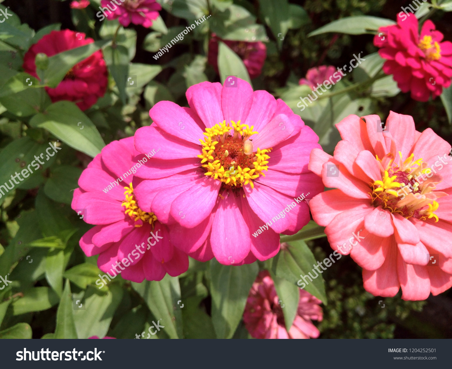 Paper Flowers English Called Zinnia Flower Stock Photo Edit Now 1204252501