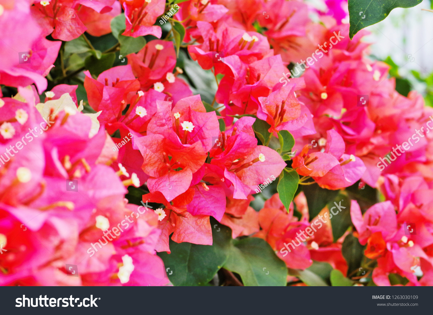 Paperflower Lesser Bougainvillea Great Bougainvillea Bougainvillea ...