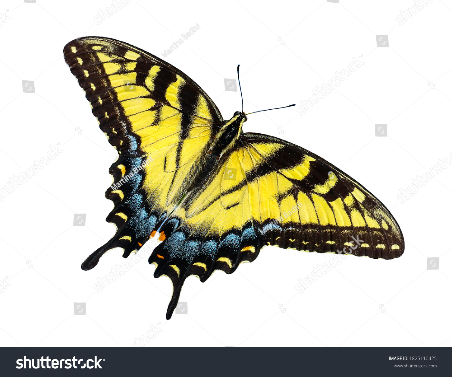 10 156件の Papilionidae の画像 写真素材 ベクター画像 Shutterstock