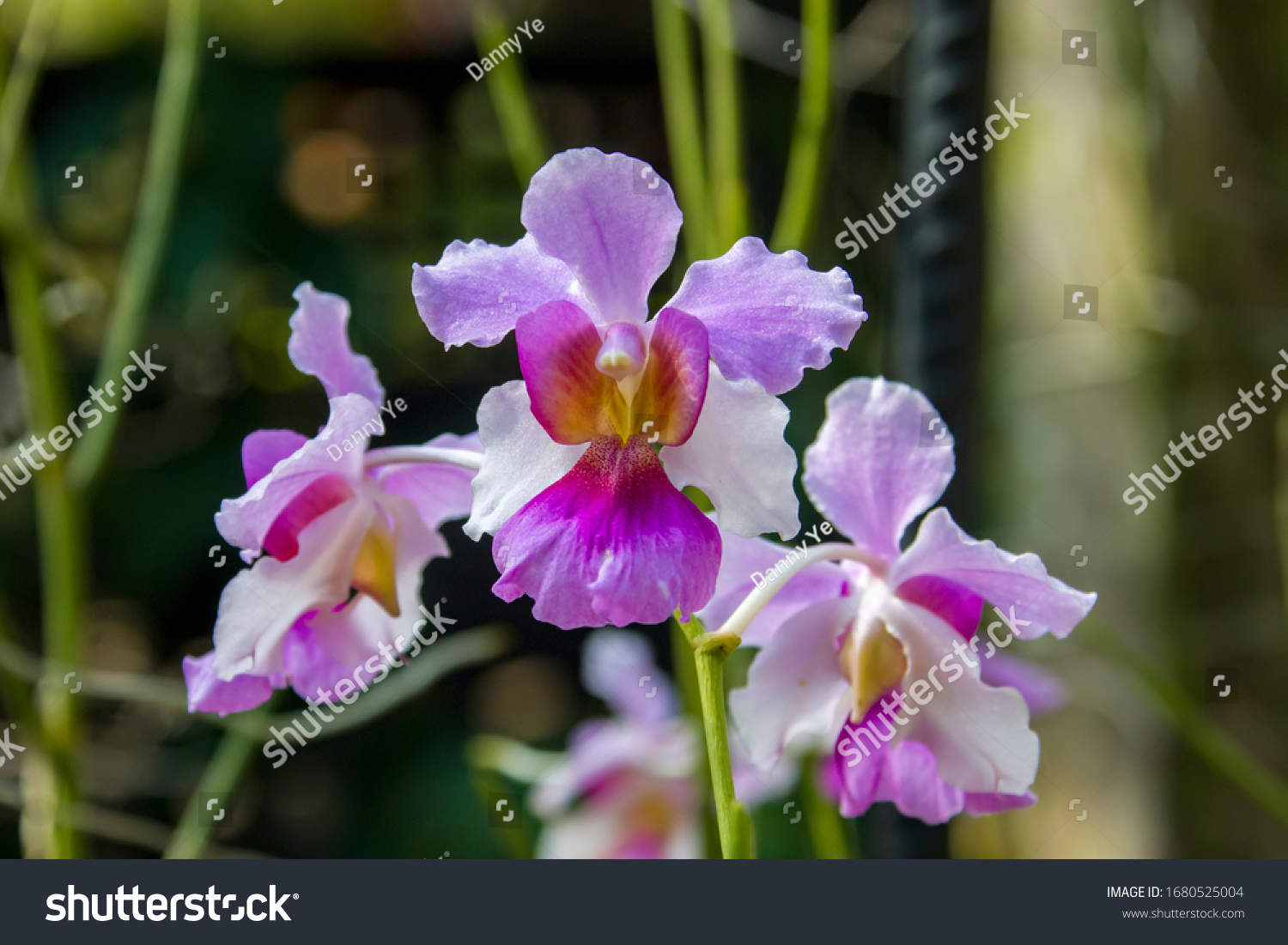 singapore-national-flower-stock-photos-images-photography-shutterstock