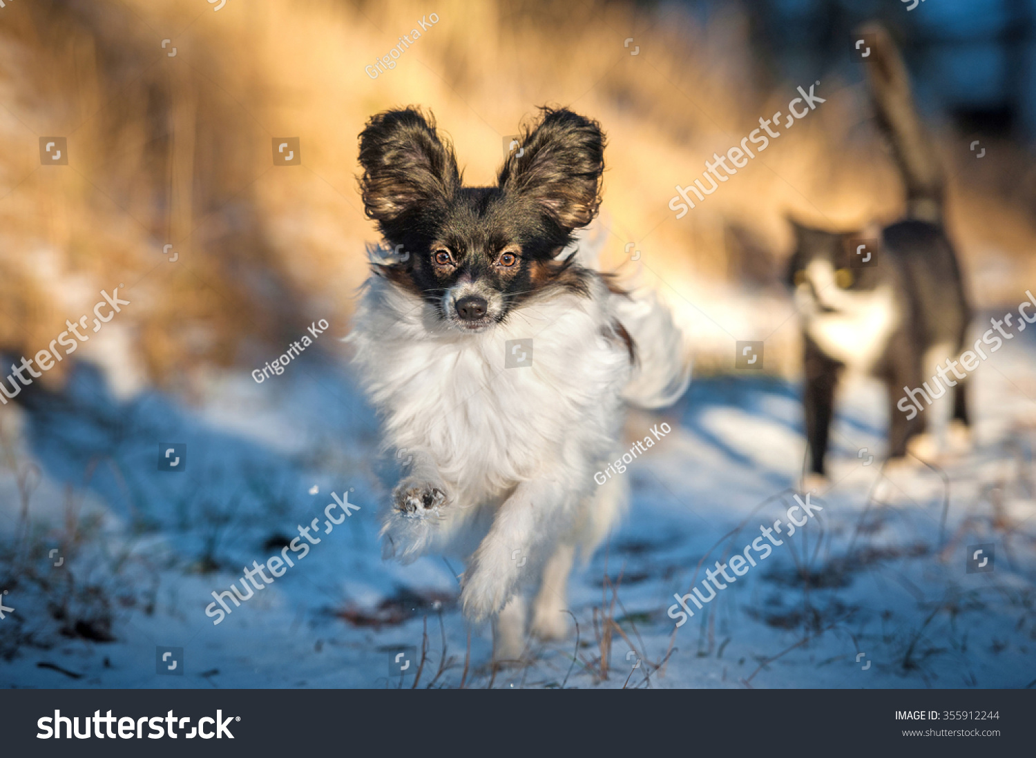 Papillon Dog Running Winter Walking Cat Stock Photo Edit Now 355912244