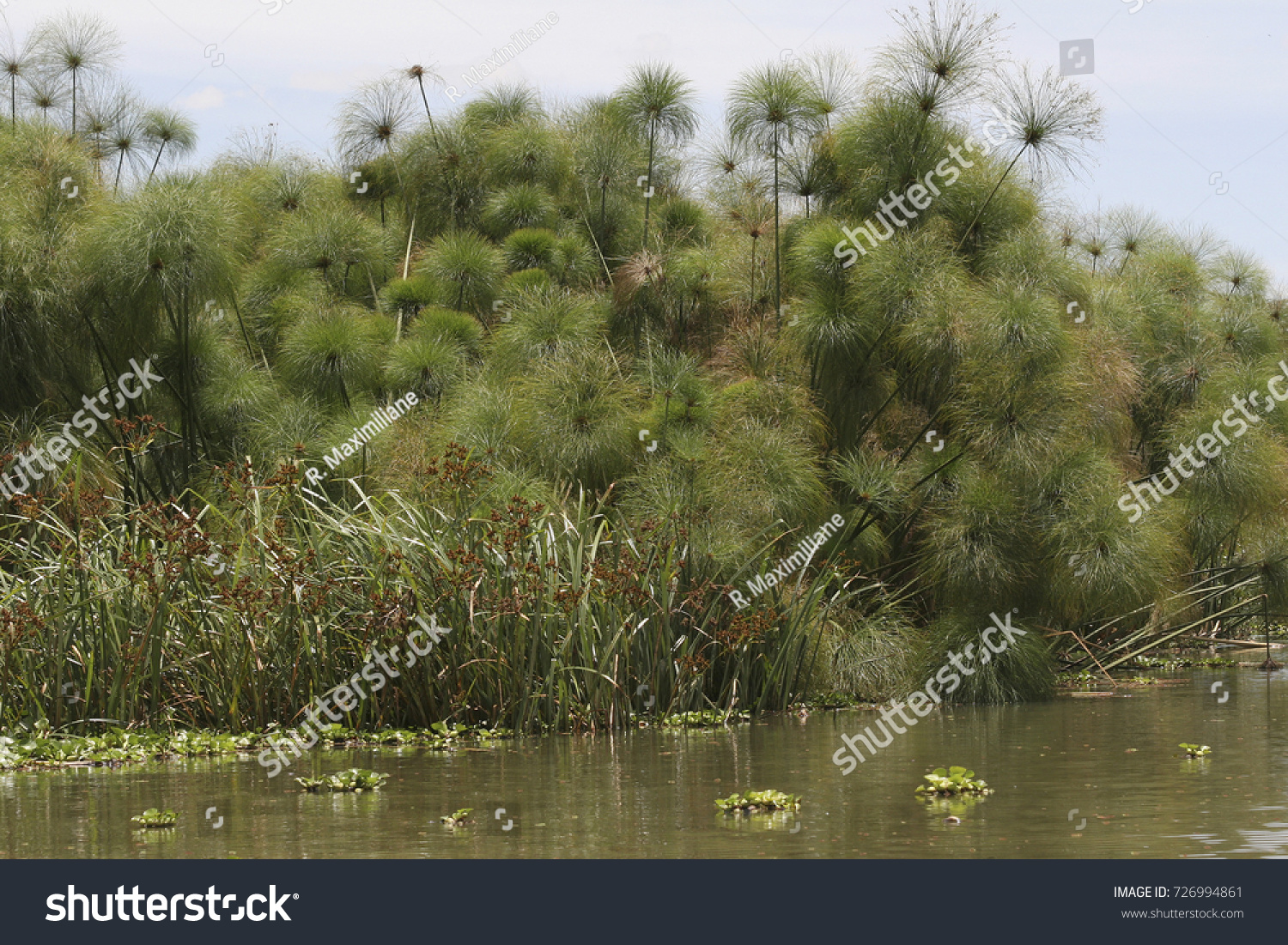 Papyrus Gras Im Naivasha See Kenia Nature Stock Image