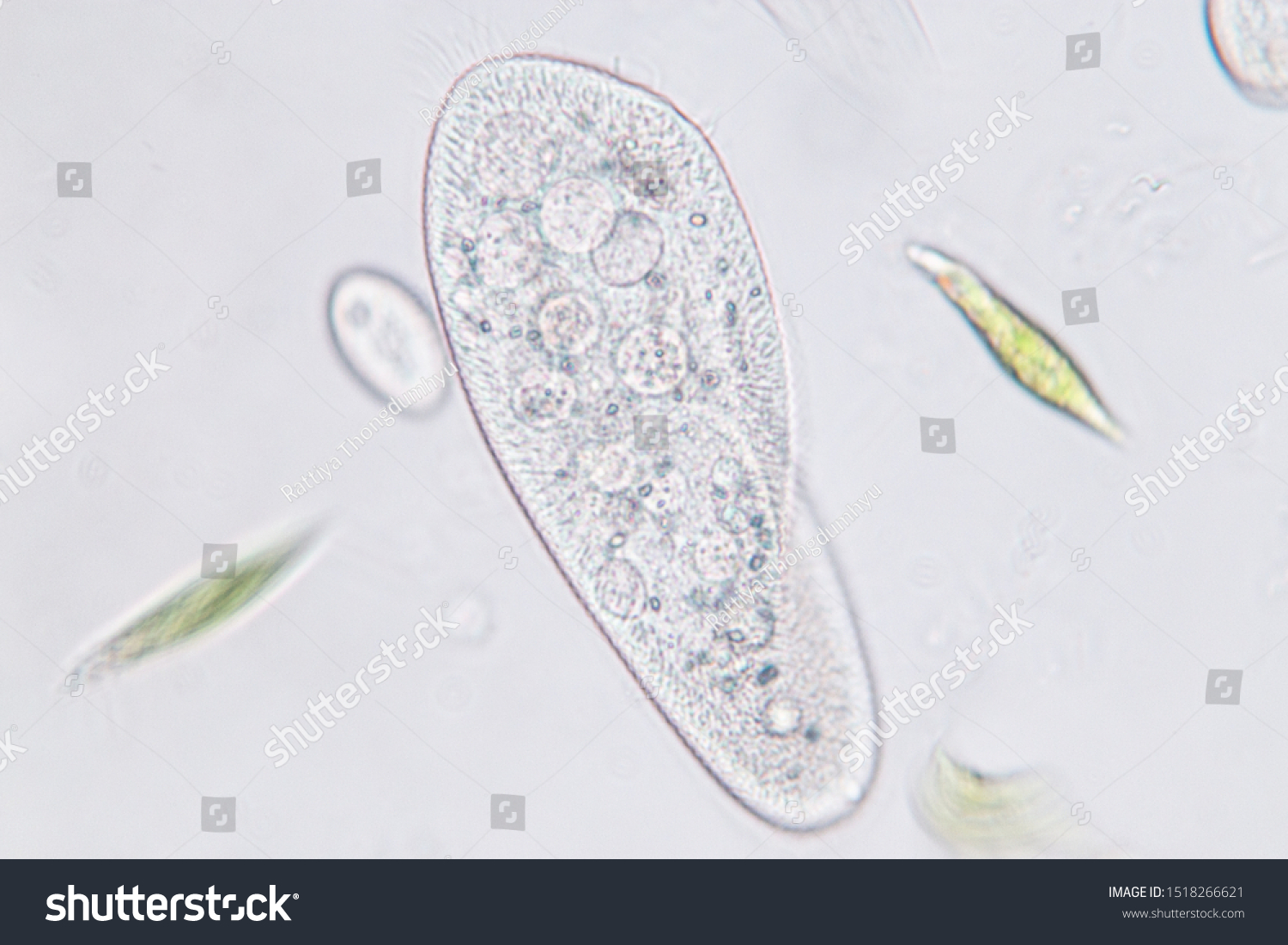 Paramecium Caudatum Genus Unicellular Ciliated Protozoan Stock Photo ...