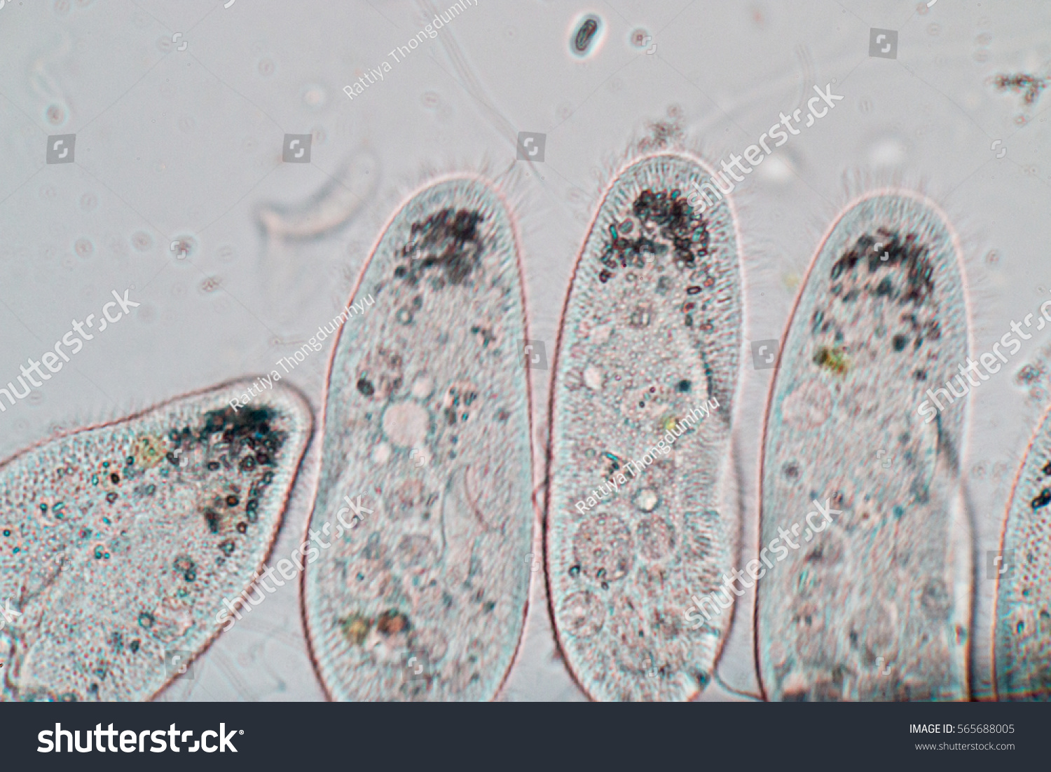 550 Paramecium in water Images, Stock Photos & Vectors | Shutterstock