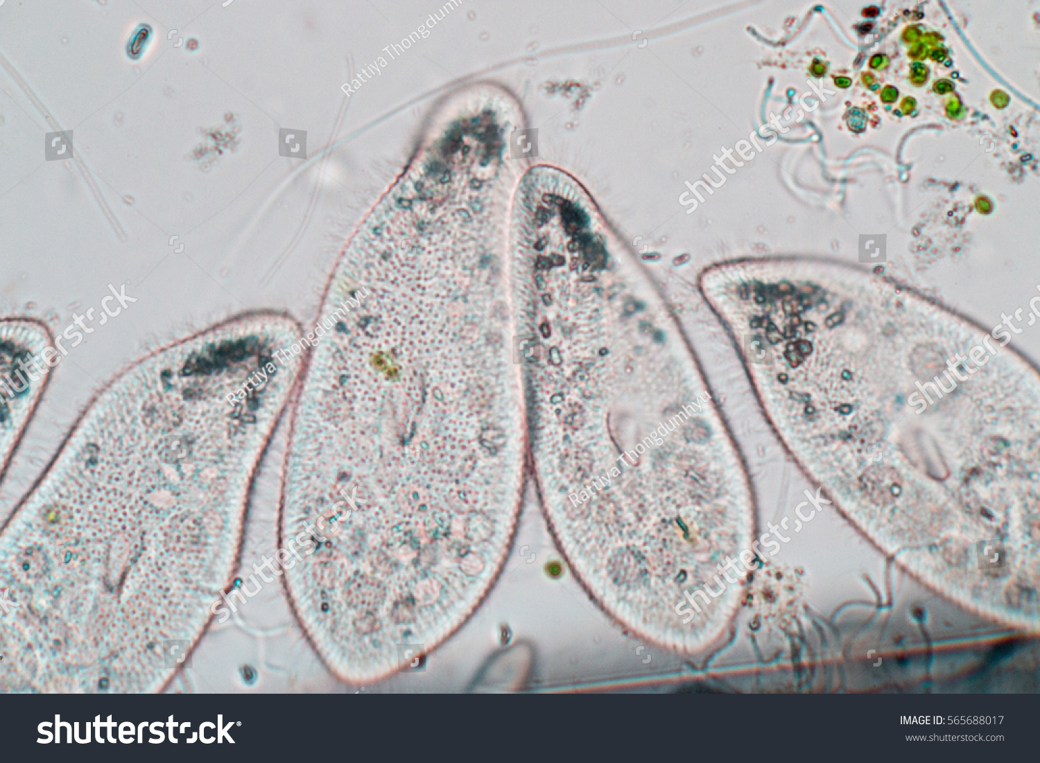 Paramecium Caudatum Genus Unicellular Ciliated Protozoan Stock Photo Edit Now 565688017