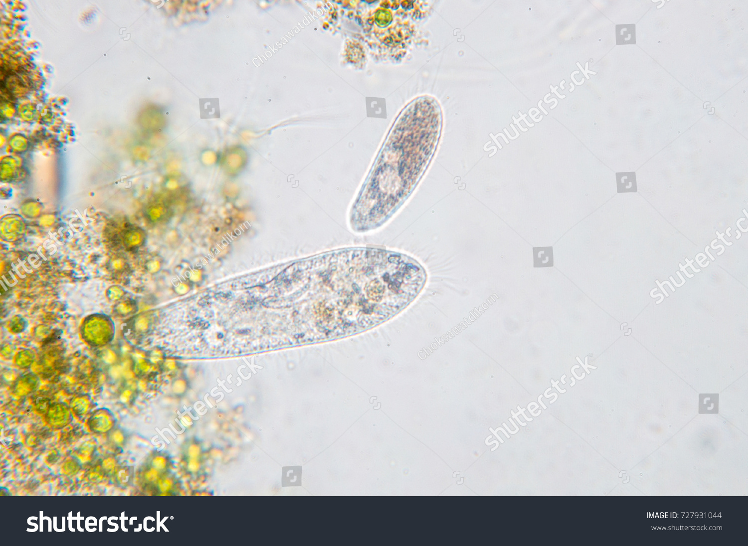 Paramecium Caudatum Genus Unicellular Ciliated Protozoan Stock Photo ...