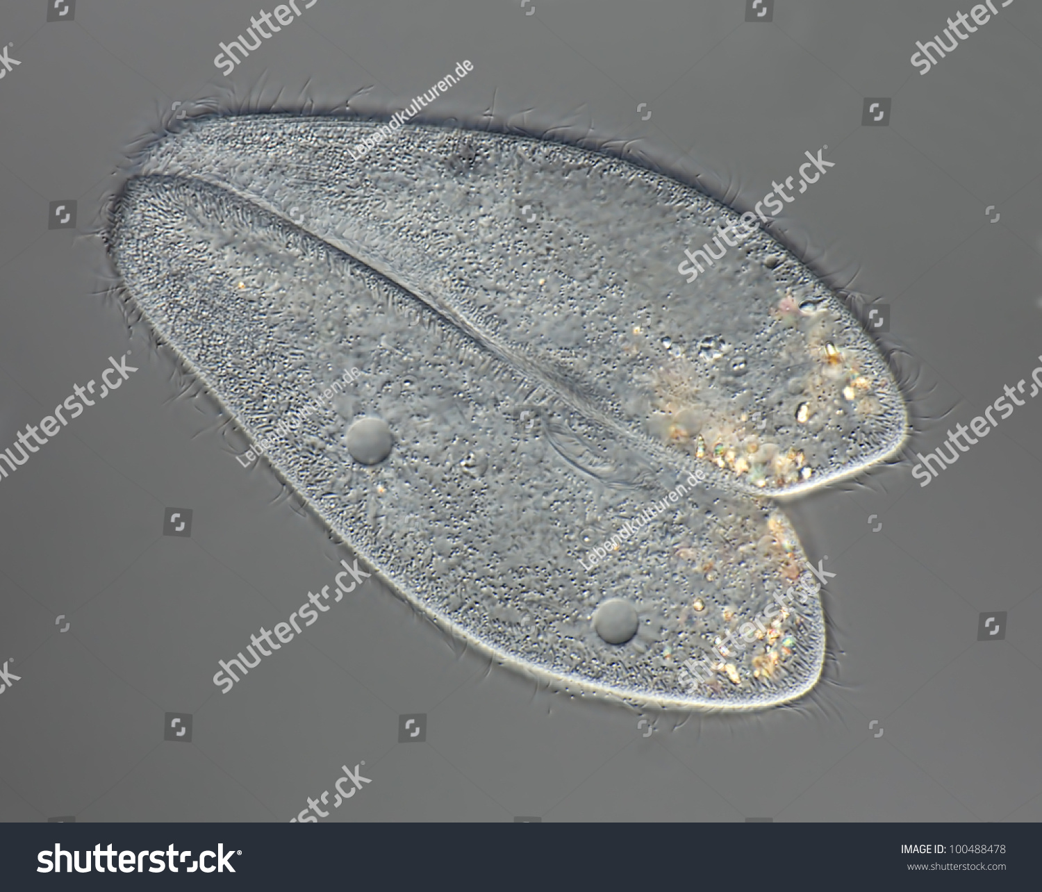 Paramecium Caudatum - Pantoffeltierchen - Konjugation / Conjugation ...