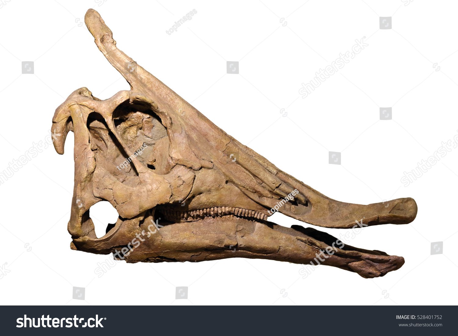 Parasaurolophus Stock Photo (Edit Now) 528401752