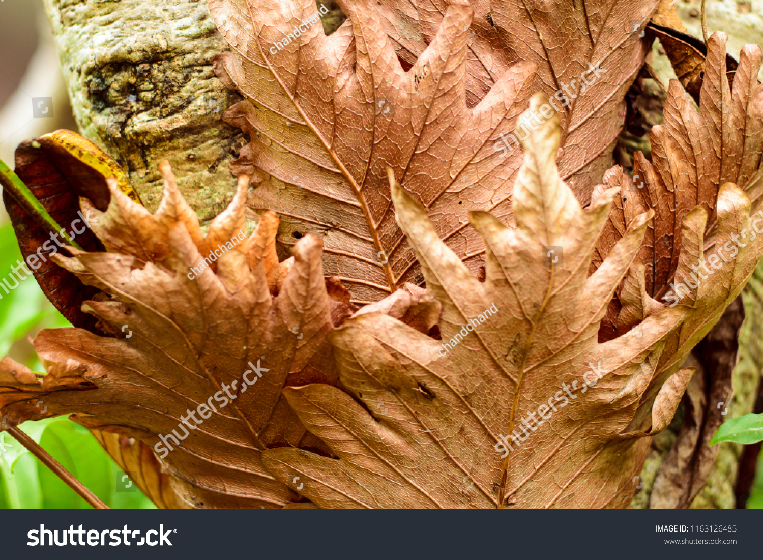 Parasitic Dry Leaf Frangipani Tree Brown Stock Photo Edit Now 1163126485