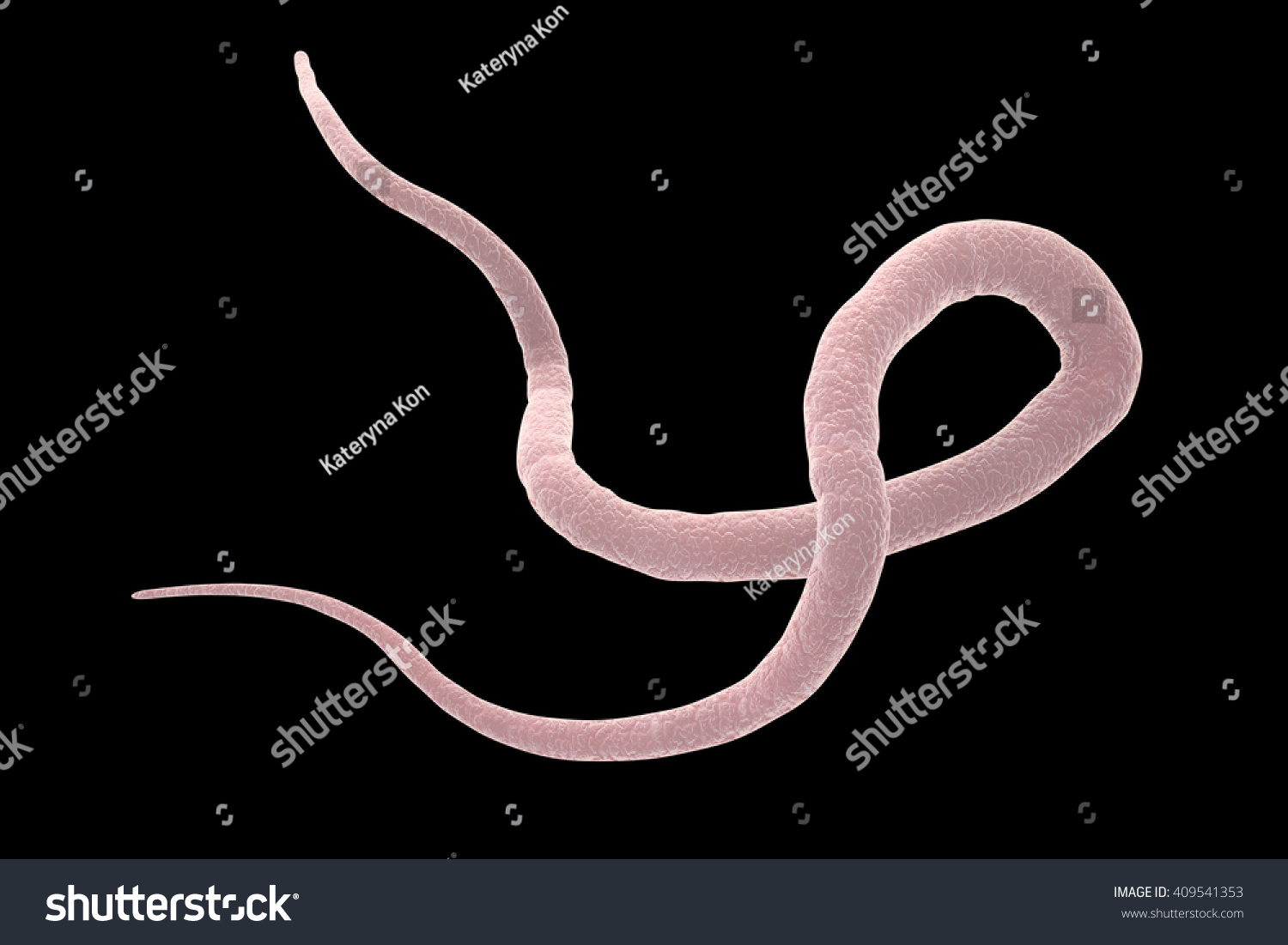 Parasitic Nematode Worm Roundworm Ascaris Lumbricoides Illustrazione Stock 409541353 Shutterstock 3758