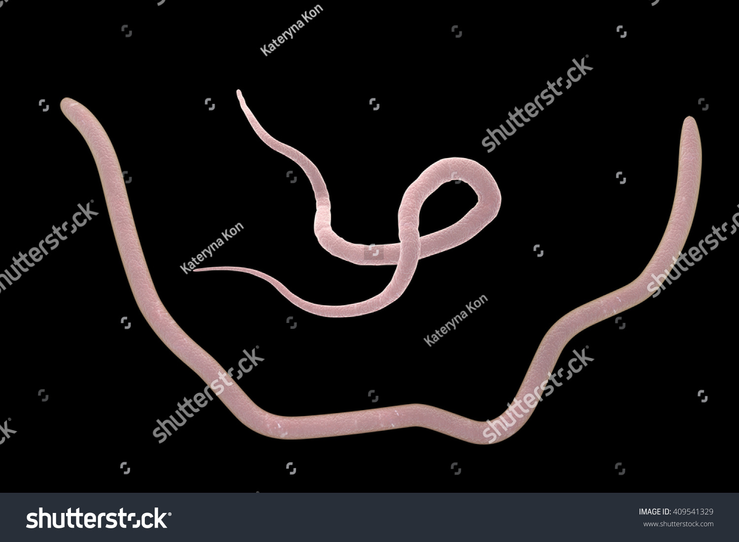 Parasitic Nematode Worms Roundworms Ascaris Lumbricoides Male