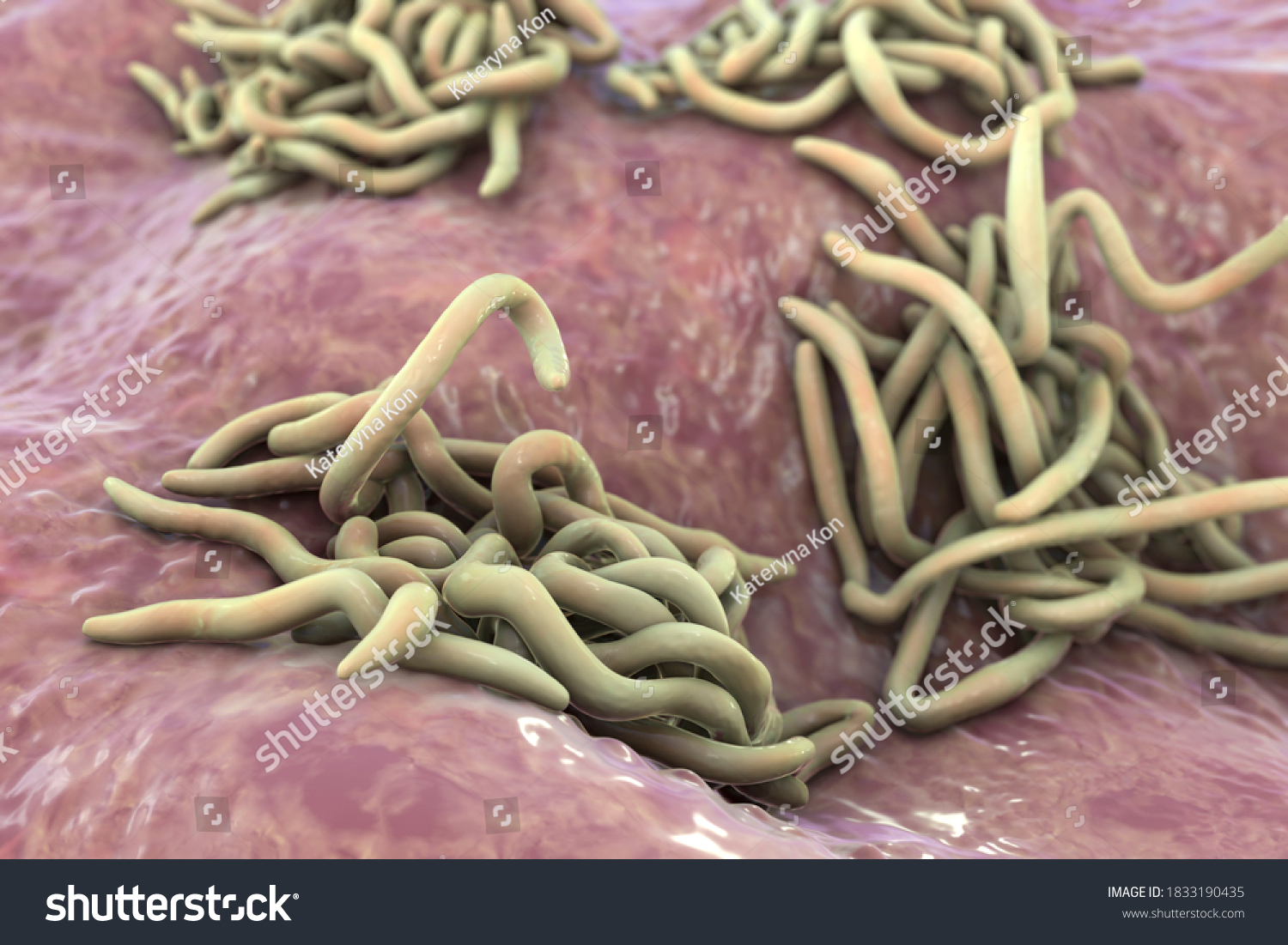 Parasitic Worms 3d Illustration Ascaris Lumbricoides Stock Illustration 1833190435 4308