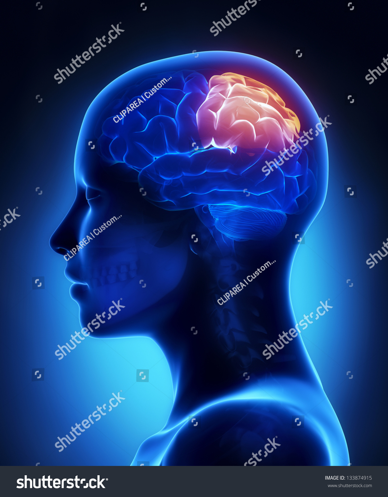 Parietal Lobe Female Brain Anatomy Lateral Stockillustration 133874915 Shutterstock 8823