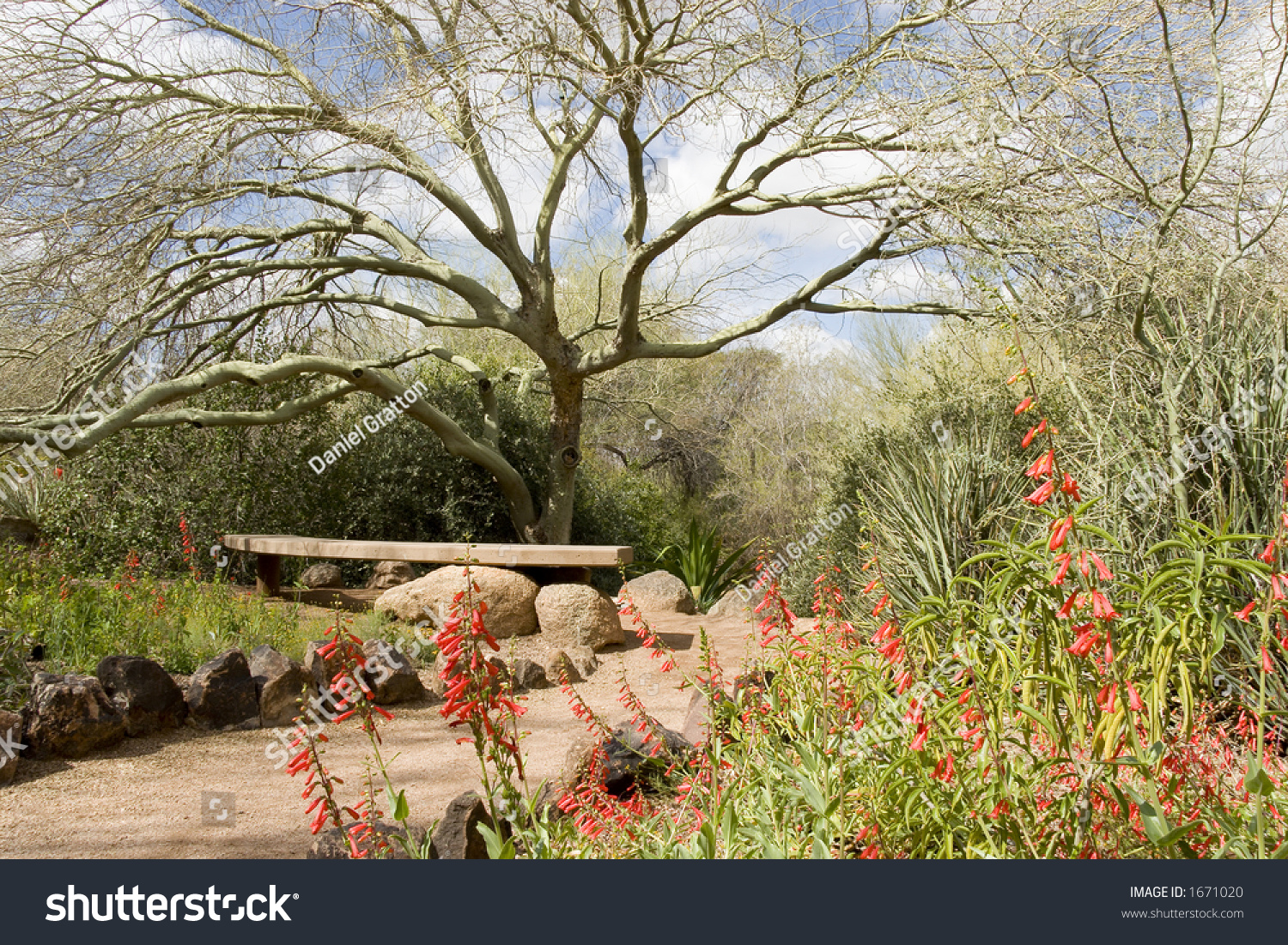 Park Bench Desert Botanical Garden Phoenix Stock Photo Edit Now