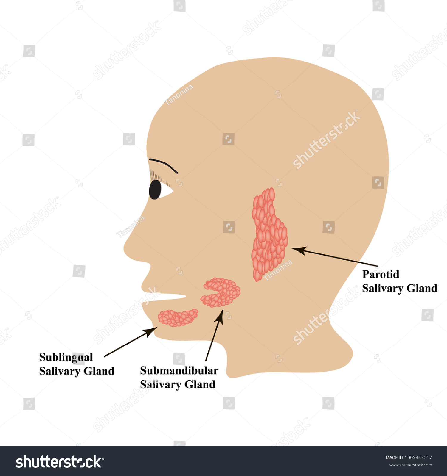 Ilustrasi Stok Parotid Salivary Gland Submandibular Salivary Gland