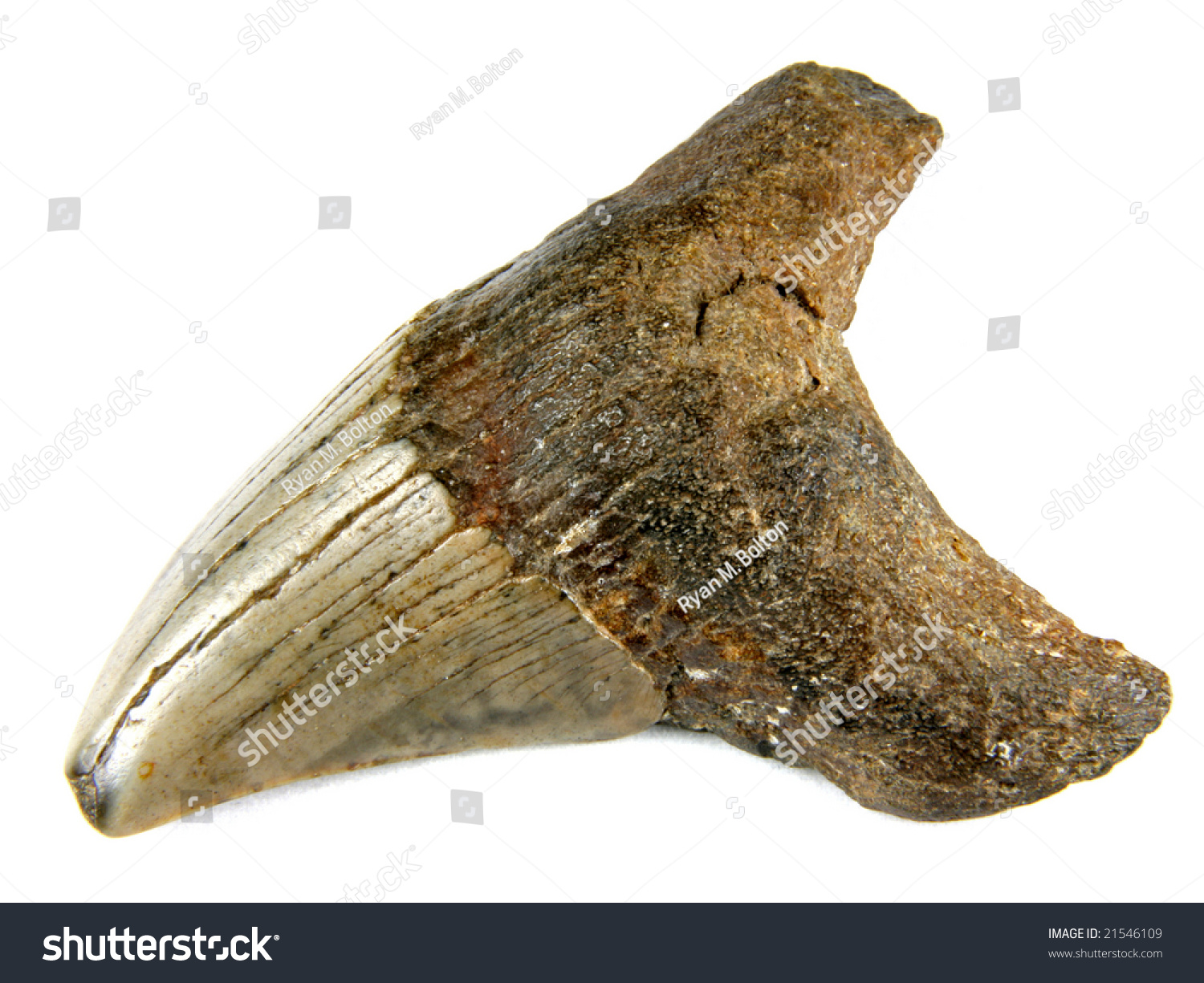 Parotodus Benedeni (Extremely Rare Tooth From The False Mako Shark) 3 ...