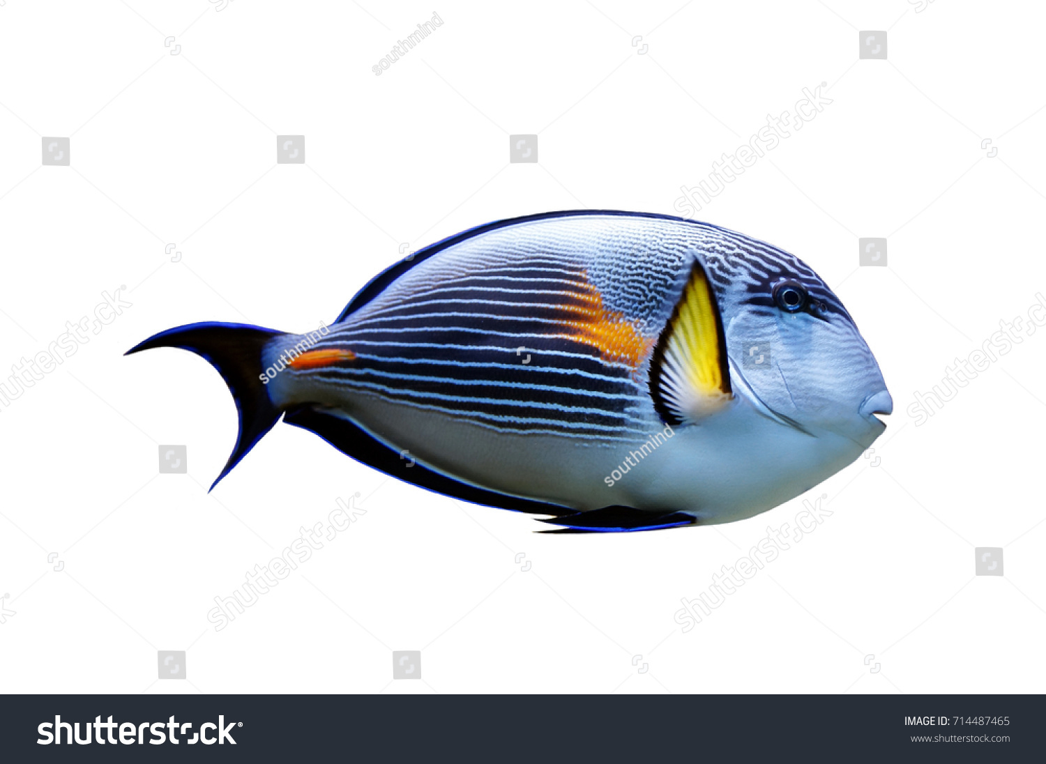 Parrot Fish Isolated Tropical Fish On Stock Photo (Edit Now) 714487465