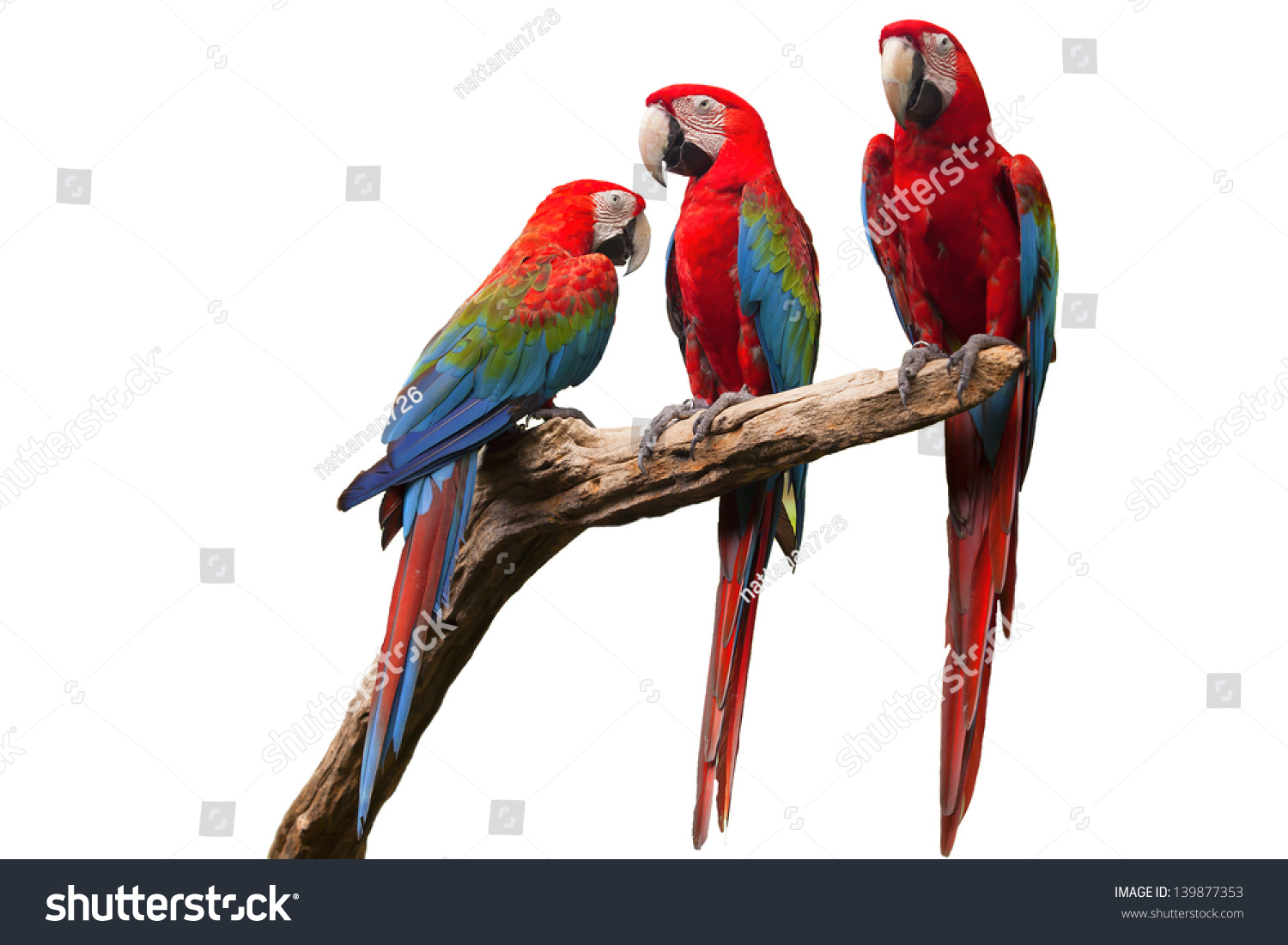 Parrot On White Background. Stock Photo 139877353 : Shutterstock