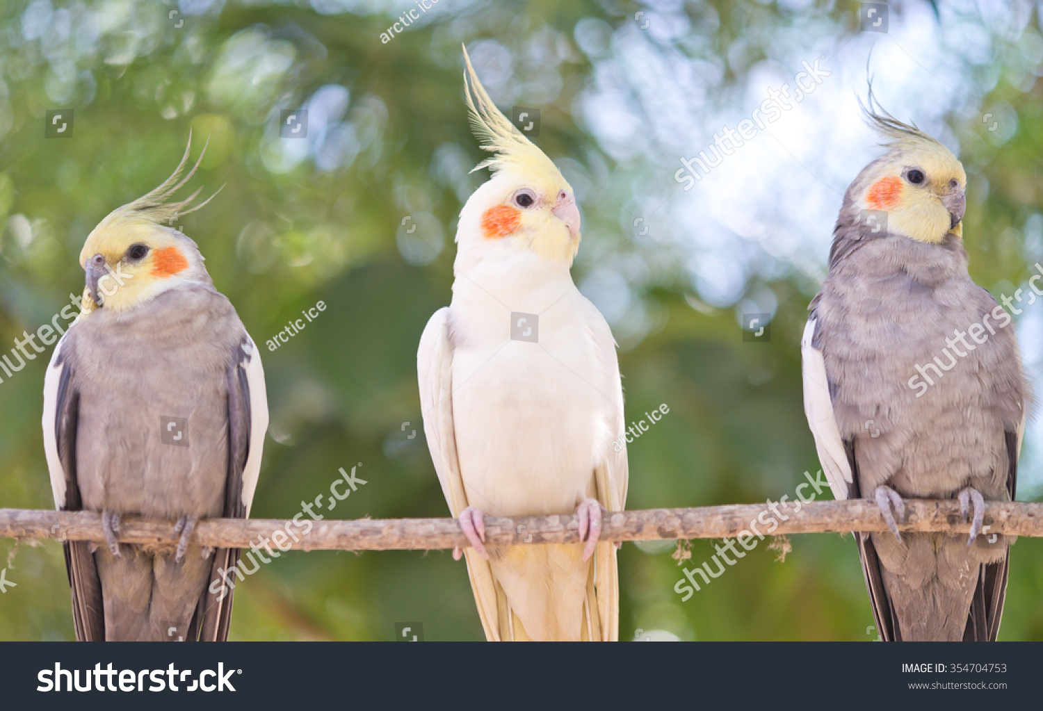 802 Australia cockatiel Images, Stock Photos & Vectors | Shutterstock