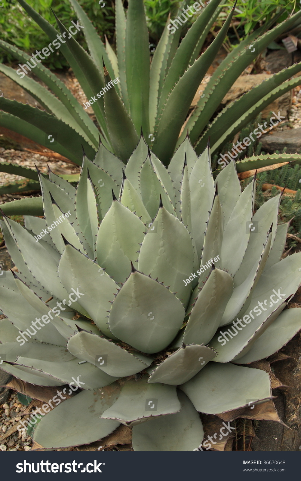 220 Agave Parryi Images, Stock Photos & Vectors | Shutterstock