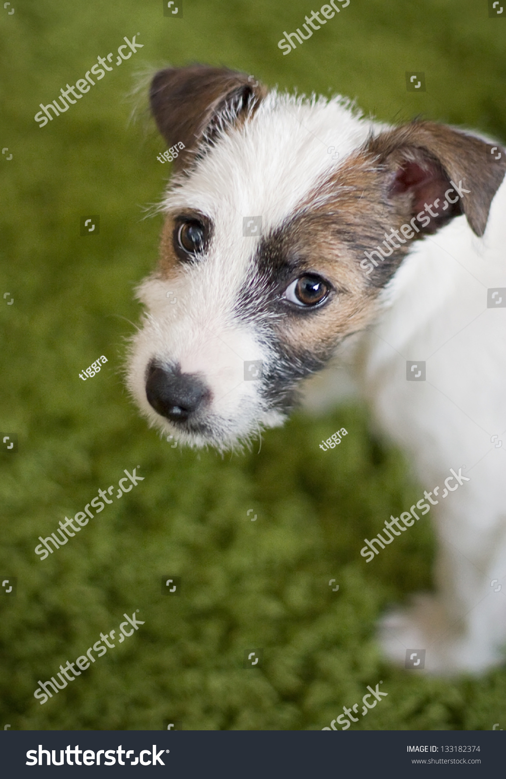 australian shepherd jack russell terrier parson jack russell terrier mix puppy stock photo 133182374 australian shepherd jack russell terrier parson jack russell terrier mix puppy stock photo 133182374