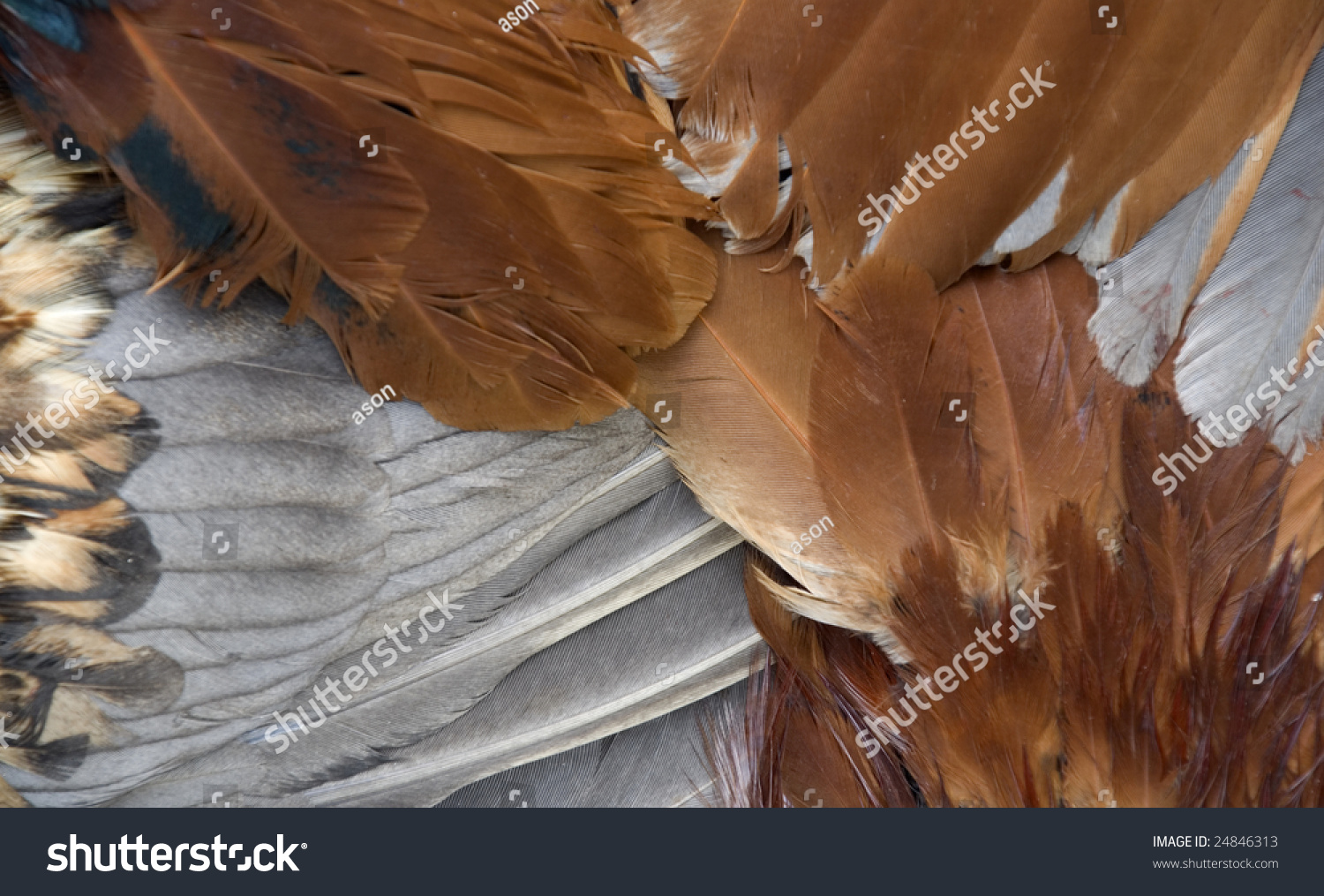 Part Of Four Bird Wings Stock Photo 24846313 : Shutterstock