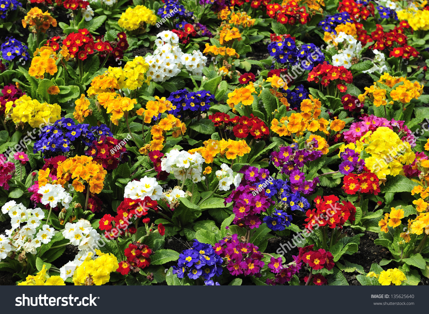 Parterre Garden With Mixed Groups Of Flowers Of Various Colors Stock ...