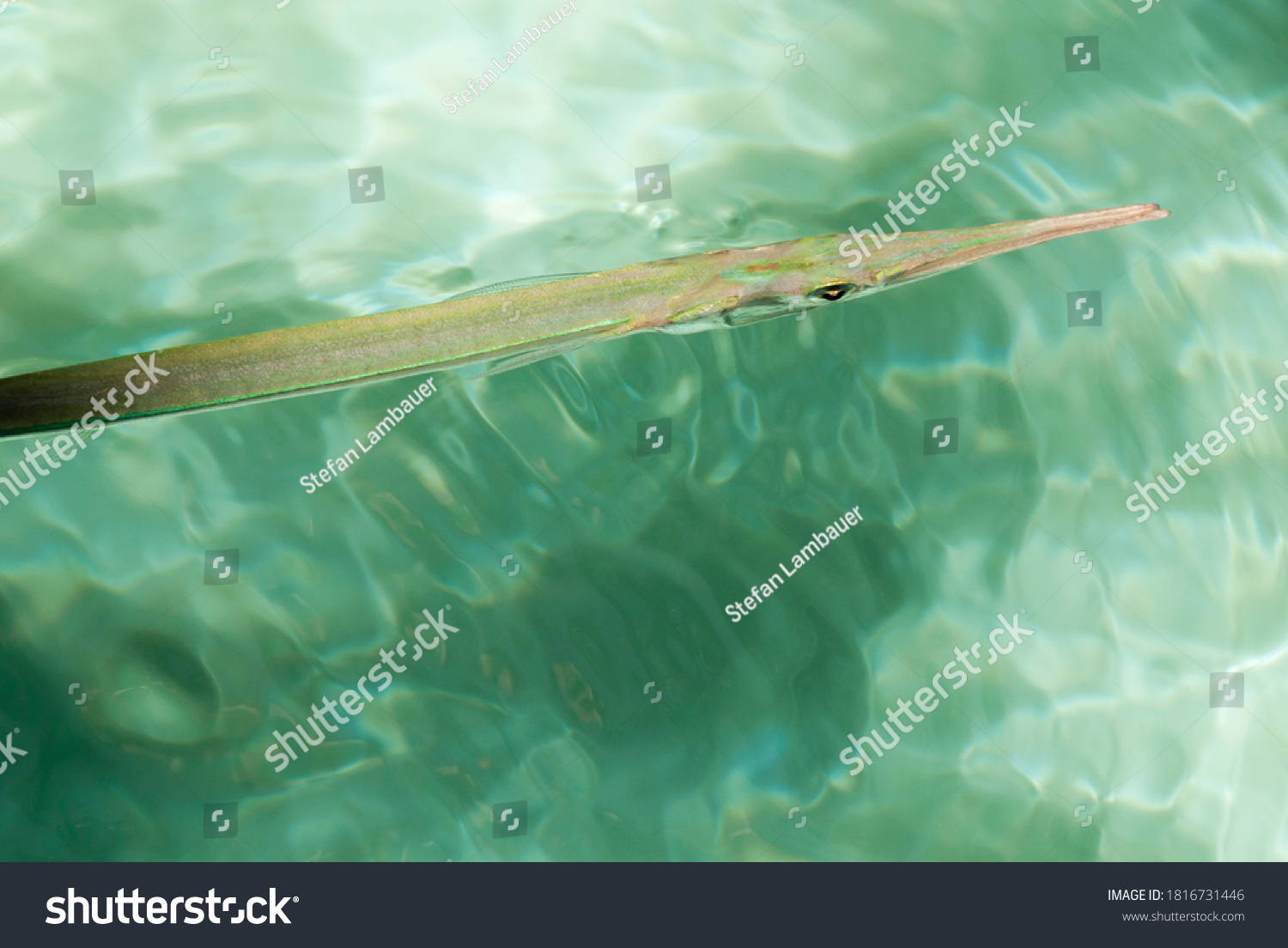 Partial View Needlefish Water Green Background Stock Photo 1816731446 ...