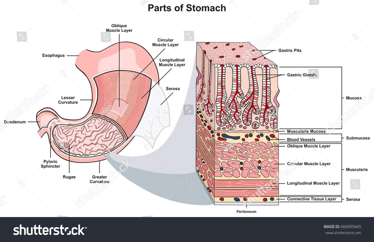 Parts Stomach Infographic Diagram Including Structure Stock