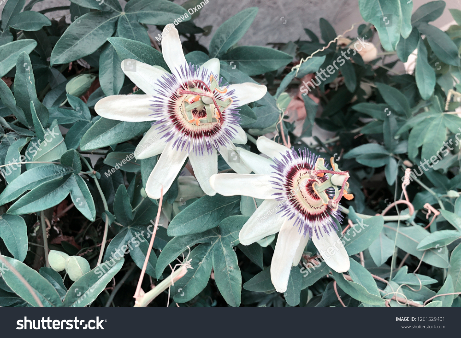 Passionflower Varieties Lady Margaret Flower Rainforest Stock