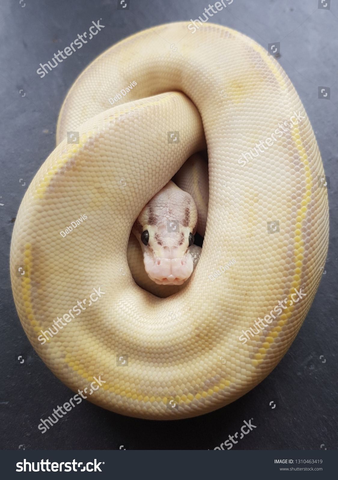 Pastel Ivory Royal Python Snake Ball 庫存照片 立刻編輯