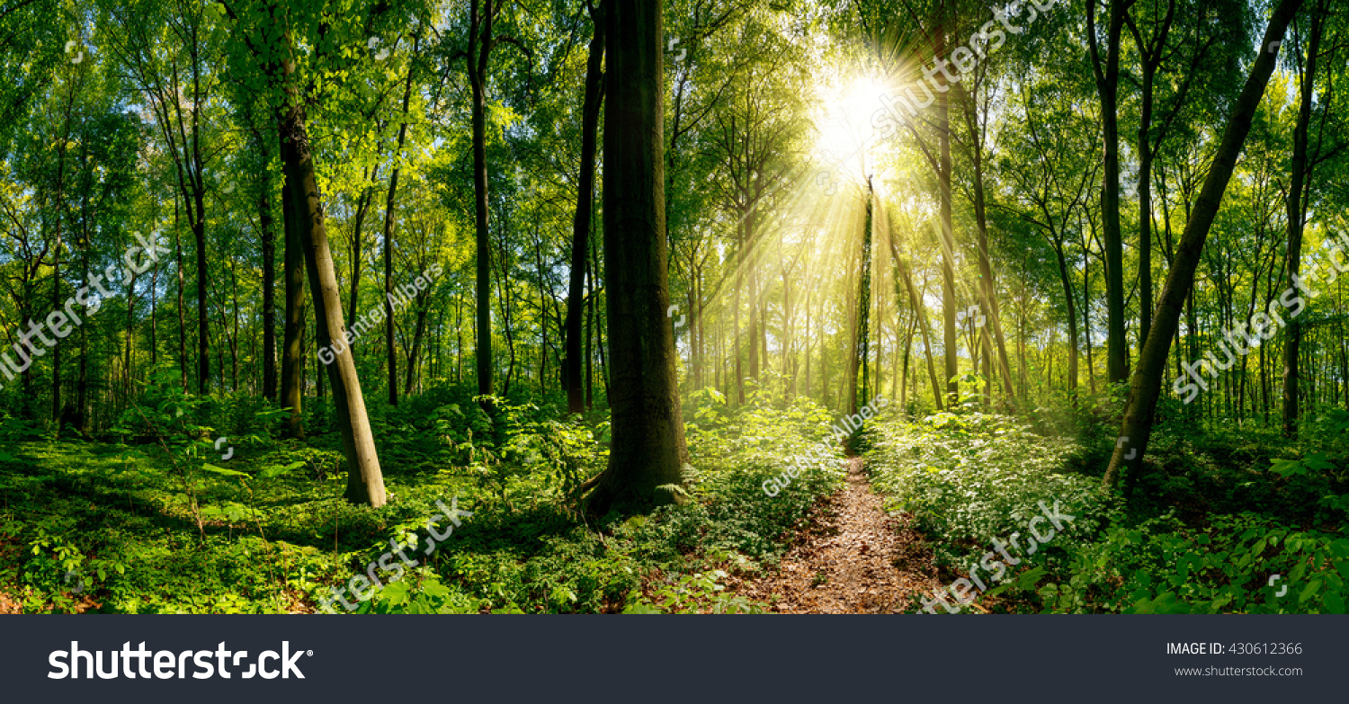 Path Through The Forest Stock Photo 430612366 : Shutterstock