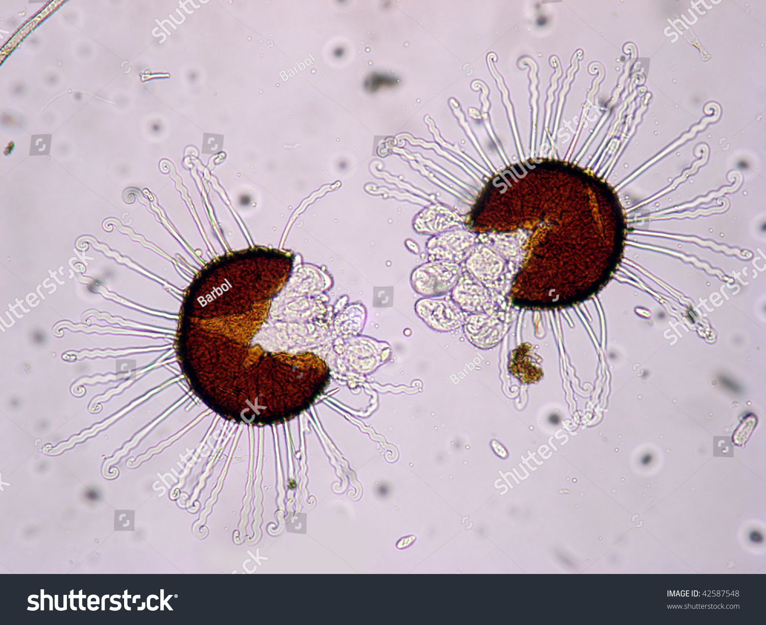 Pathogen Stock Photo 42587548 : Shutterstock